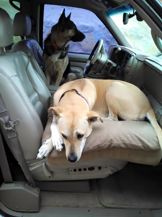 Illustration for article titled Doggo still not old enough to drive, even on a sim.